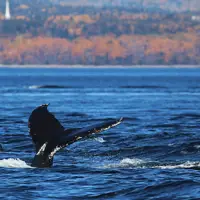 Une queue de baleine émerge de l'océan, éclaboussant de l'eau contre un ciel bleu clair. Le majestueux appendice caudal se détache sur la surface de la mer, capturant un moment dynamique dans l'environnement marin.