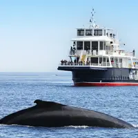 Une grande baleine émerge à la surface de l'océan, près d'un ferry de passagers avec des personnes sur plusieurs ponts. Le ciel est clair et bleu, et l'eau scintille sous la lumière du soleil.