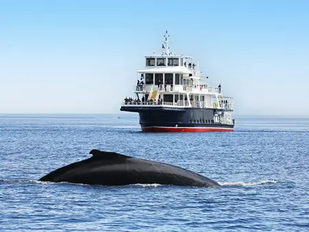 A large whale surfaces in the ocean, close to a passenger ferry with people on multiple decks. The sky is clear and blue, and the water sparkles in the sunlight.