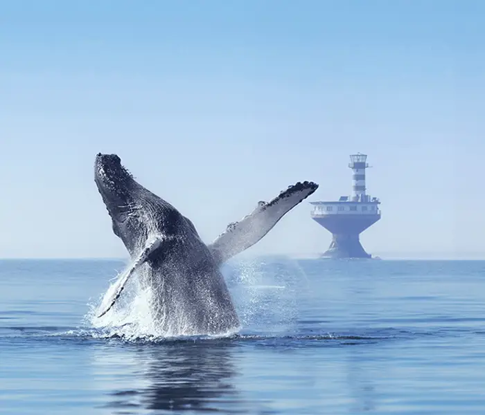A whale breaches the ocean surface, with its tail and fins visible, creating splashes. In the background, a lighthouse stands on the water. The sky is clear, and the sea is calm.
