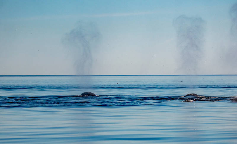 Expulsion de respiration des baleines