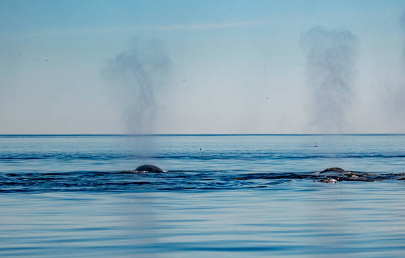 Expulsion de respiration des baleines