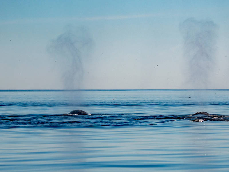 Expulsion de respiration des baleines