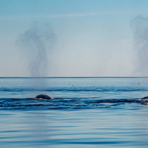 Expulsion de respiration des baleines