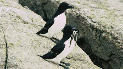 Petits pingouins