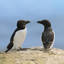 Little penguins