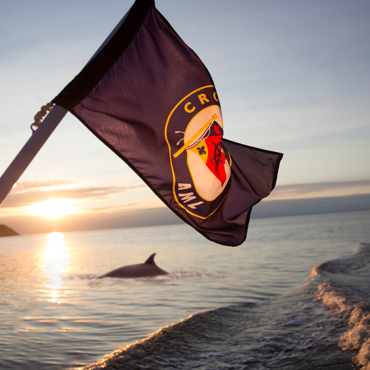 Croisière Aux Baleines En Bateau | Groupes Et événements | Croisières AML