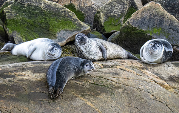 Quatre phoques se reposent sur de grandes roches couvertes de mousse. Leur pelage varie du gris clair à des motifs plus sombres et tachetés. Ils semblent détendus, certains regardant en direction de l'objectif. L'arrière-plan rocheux offre un cadre naturel et côtier.