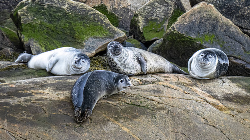 Quatre phoques se reposent sur de grandes roches couvertes de mousse. Leur pelage varie du gris clair à des motifs plus sombres et tachetés. Ils semblent détendus, certains regardant en direction de l'objectif. L'arrière-plan rocheux offre un cadre naturel et côtier.