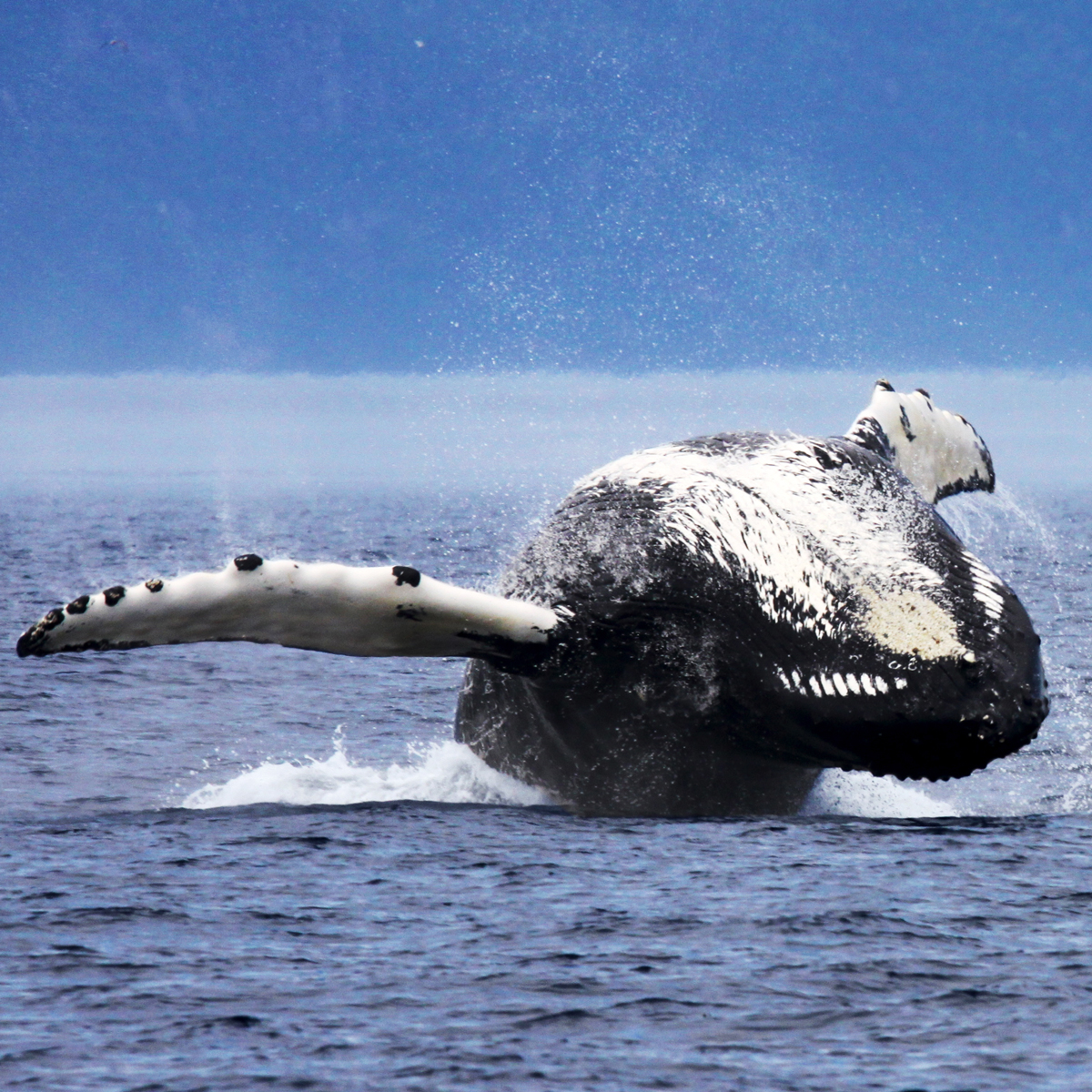 Whale Watching | Quebec | Charlevoix | AML Cruises