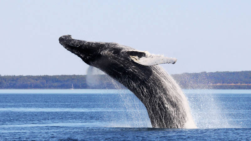 Baleine à bosse qui saute