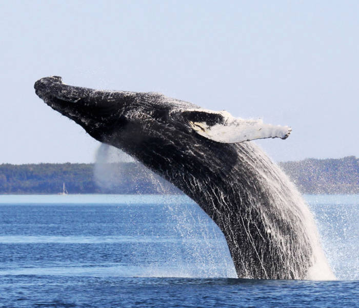 Baleine à bosse qui saute