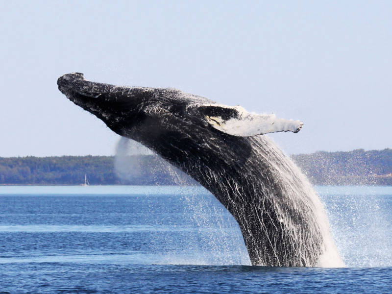  Humpback whale jumping