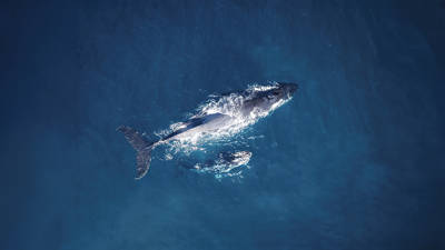 Vue aérienne d'une grande baleine nageant dans les eaux profondes de l'océan bleu, légèrement sous la surface. Des éclats de mousse blanche entourent la baleine. L'image reflète à la fois le mouvement et la sérénité de la vie marine.