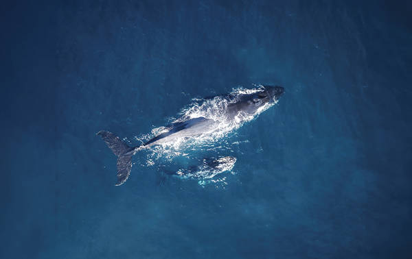 Vue aérienne d'une grande baleine nageant dans les eaux profondes de l'océan bleu, légèrement sous la surface. Des éclats de mousse blanche entourent la baleine. L'image reflète à la fois le mouvement et la sérénité de la vie marine.