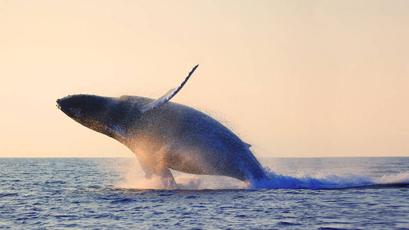 Une immense baleine émerge de la surface de l'océan au coucher du soleil, provoquant une éclaboussure spectaculaire. L'horizon est visible en arrière-plan, tandis que le ciel et l'eau sont baignés par une lumière chaude et orangée.