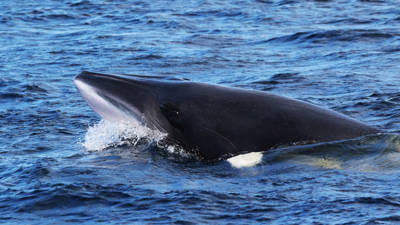 Head of a fin whale