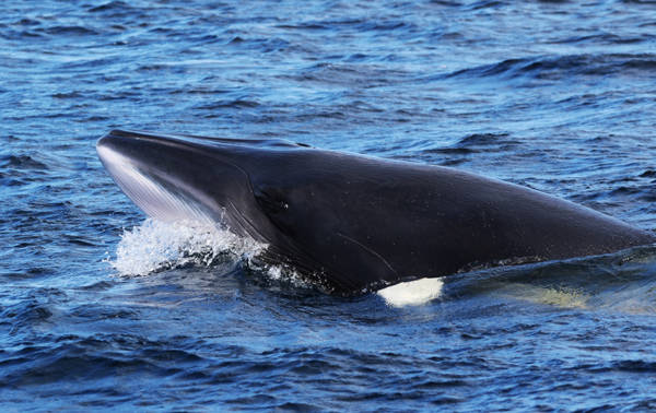 Head of a fin whale