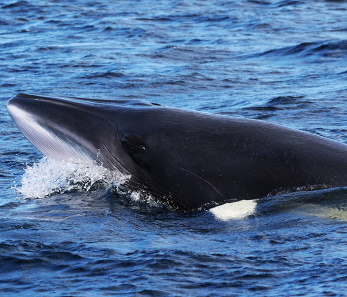 Head of a fin whale