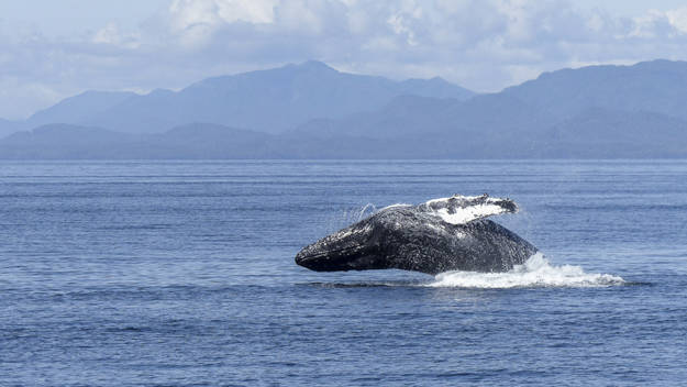 Whale jumping out of water