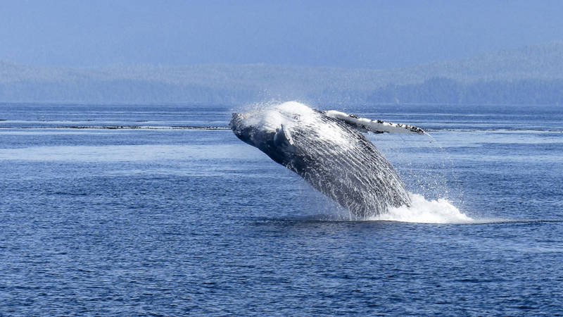 Humback Whale Breaching