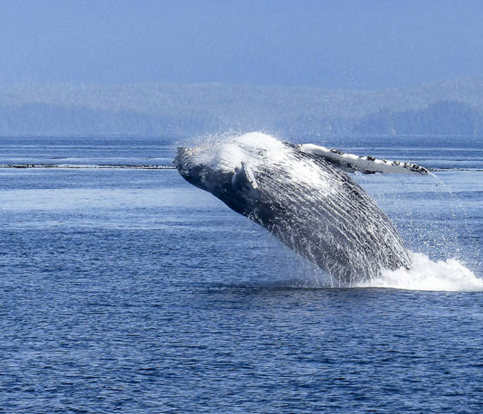 Humback Whale Breaching