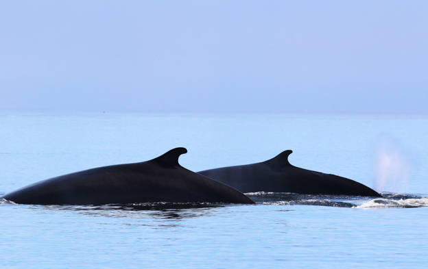 Two minke whale back