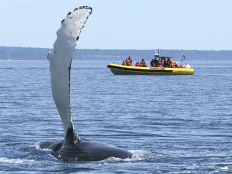 Zodiac à l'observation des baleines