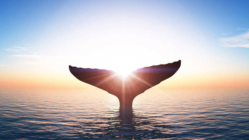 Whale at sunset