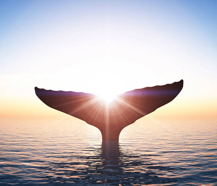 Whale at sunset