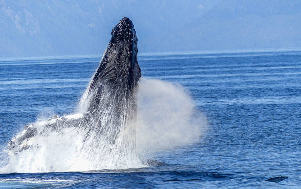 Baleine à bosse en train de sauter