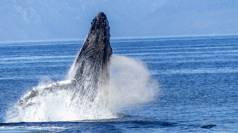 Whale jumping