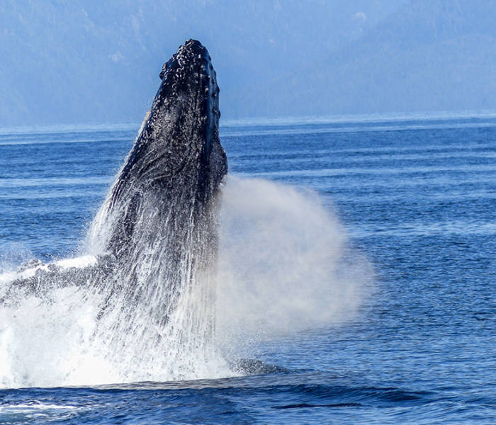 Whale jumping