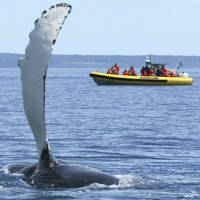 Excursion en zodiac et baleine qui sort de l'eau