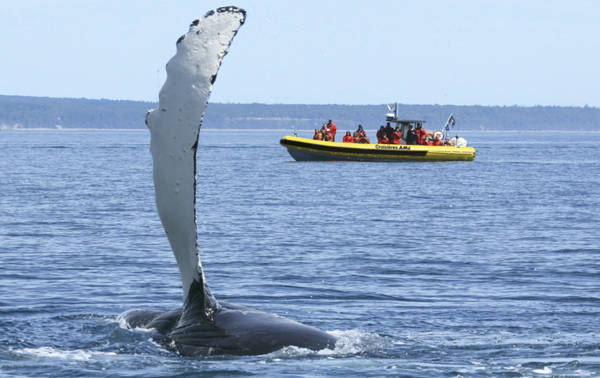 Excursion en zodiac et baleine qui sort de l'eau