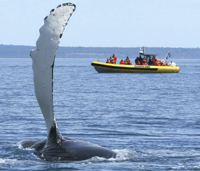 Zodiac excursion and whale coming out of the water