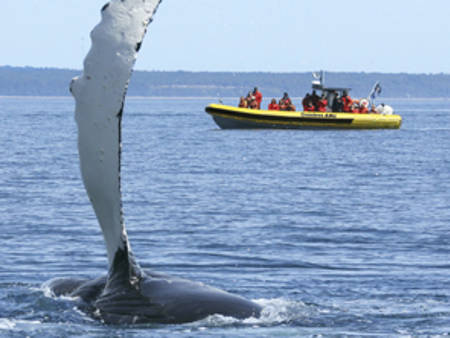 Excursion en zodiac et baleine qui sort de l'eau