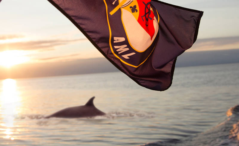 Whale in front of a sunset