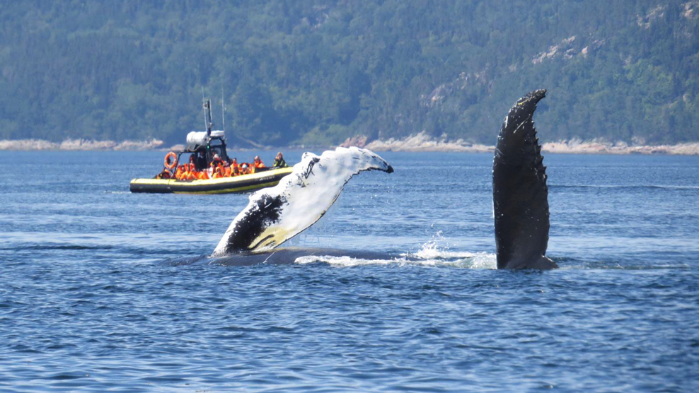 Croisière Aux Baleines Zodiac Aventure 2h Dans Charlevoix | Croisières AML