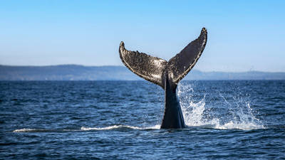 Une queue de baleine émerge de l'océan, éclaboussant de l'eau contre un ciel bleu clair. Le majestueux appendice caudal se détache sur la surface de la mer, capturant un moment dynamique dans l'environnement marin.