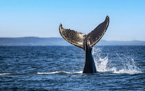 Une queue de baleine émerge de l'océan, éclaboussant de l'eau contre un ciel bleu clair. Le majestueux appendice caudal se détache sur la surface de la mer, capturant un moment dynamique dans l'environnement marin.