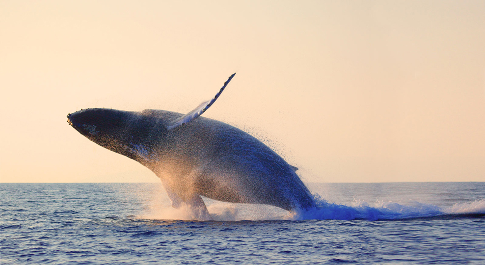 Croisière Aux Baleines Et Fjord Au Crépuscule Dans Charlevoix ...