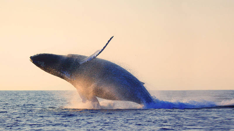 Baleine au coucher de soleil