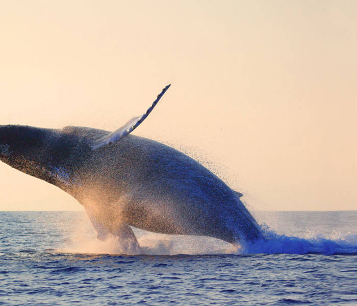 Baleine au coucher de soleil