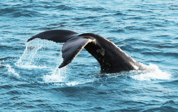 Tip of a fin whale tail