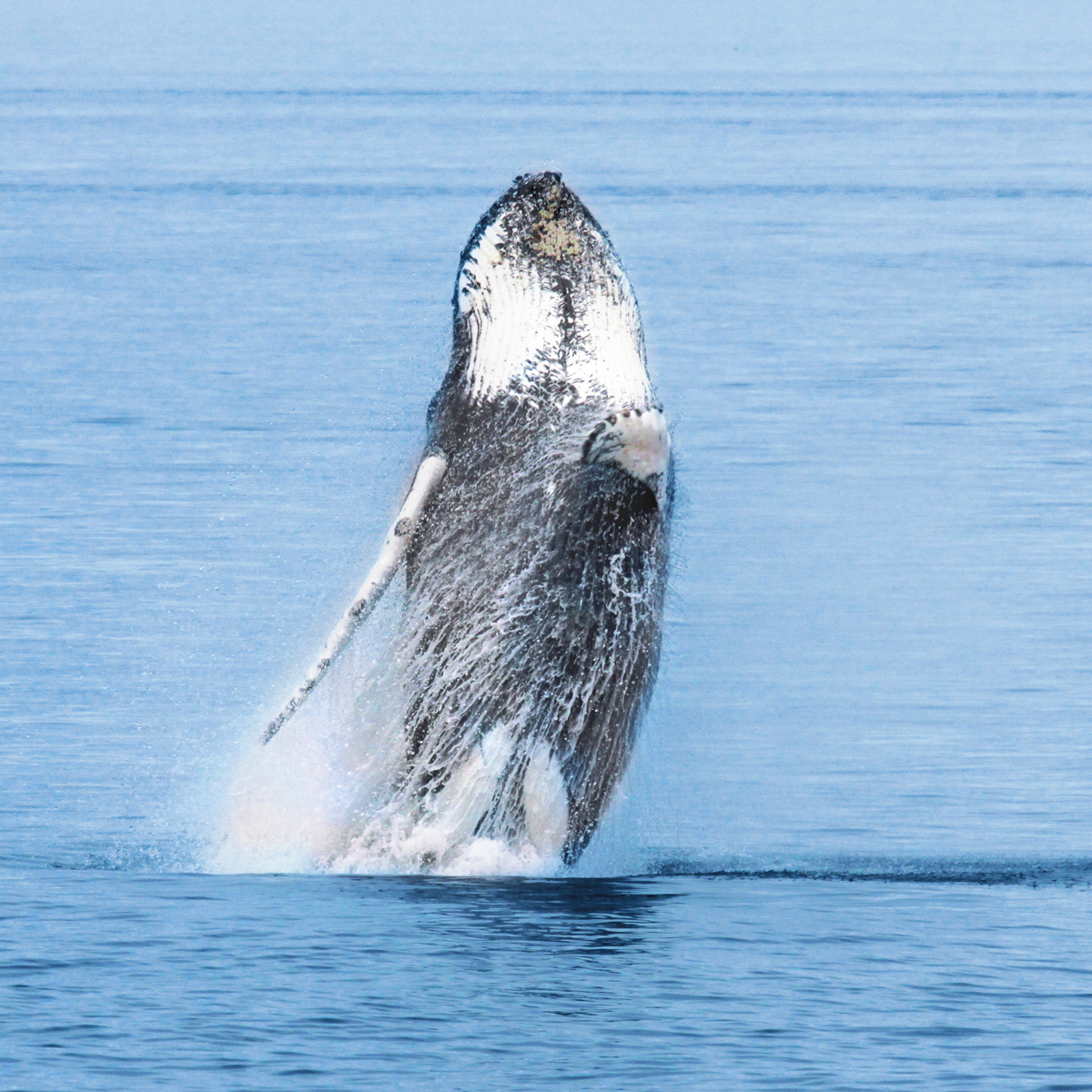 Croisières Aux Baleines à Rivière-du-Loup | Croisières AML