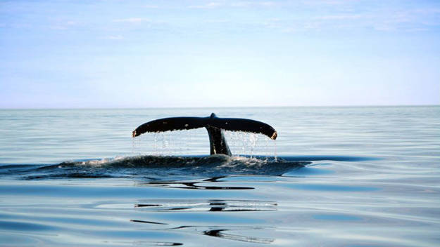 Queue de baleine