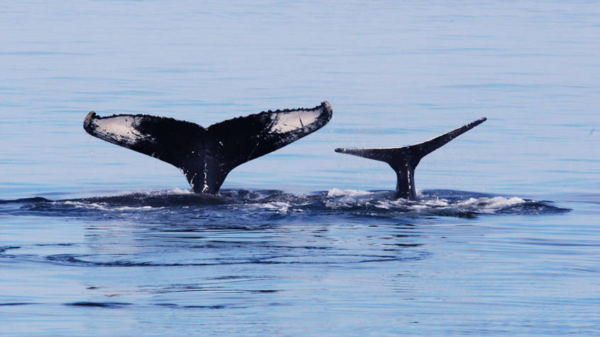 Mama whale with her baby