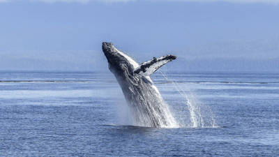 Baleine à bosse qui saute