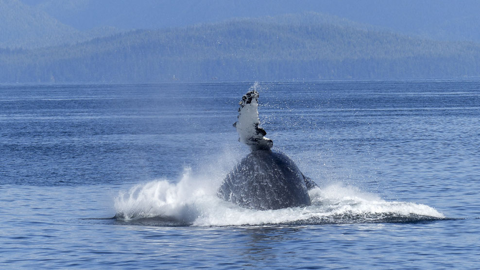 Croisière Aux Baleines Et Accès Exclusif Au Pont Supérieur Dans Charlevoix